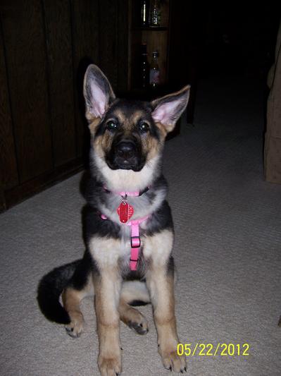 My Puppy at 3 Months (May 2012)