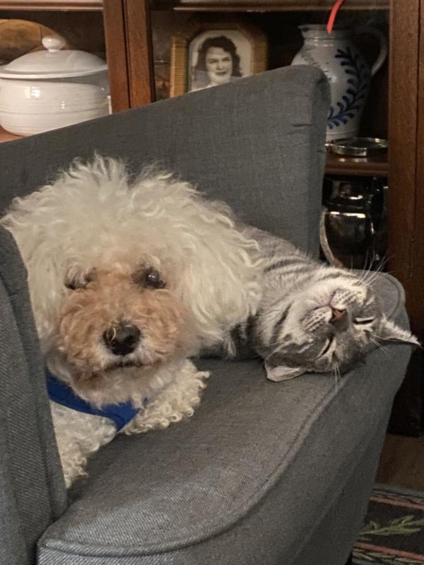 Mellie (Belly-Jelly) age 13 and kitty brother Bandit (Bandito-Burrito-Mojito), age 2yrs.