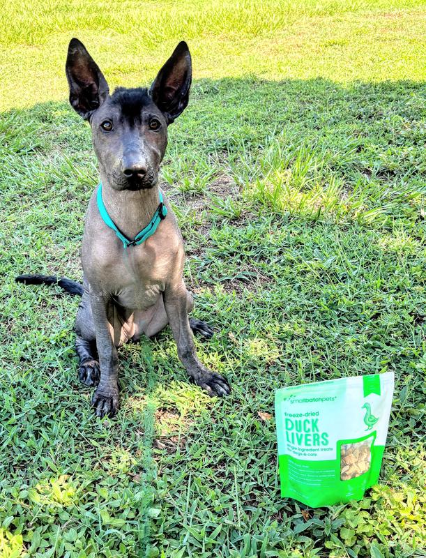Muse the Xolo is proud to support SmallBatchPets Duck Liver treats