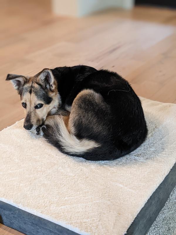Resting after 3 mile walk and romp in the dog park, lots of squirrels