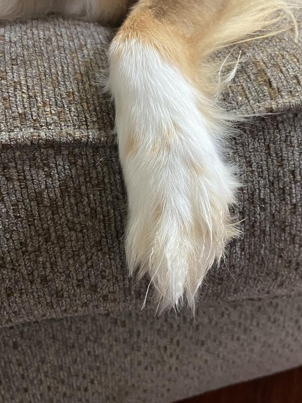 Autumn’s before pic of her fuzzy paw.