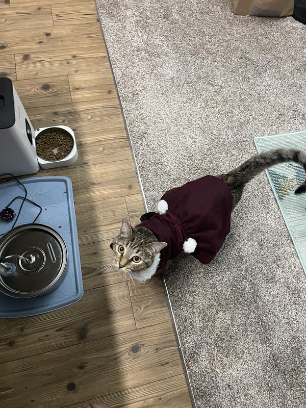 Dress length is good