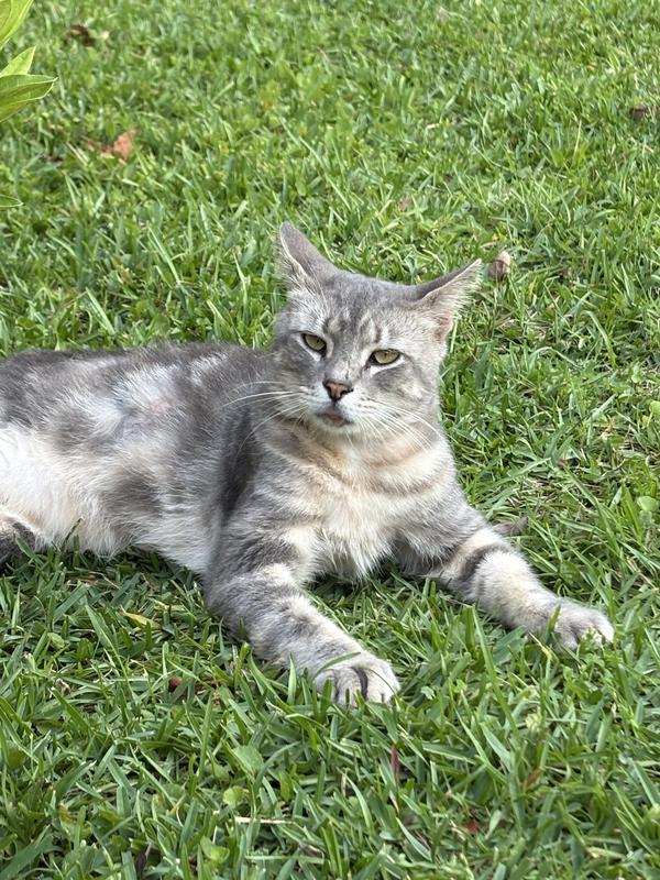 Carl resting after a few weeks on the supplement. (mid-recovery)