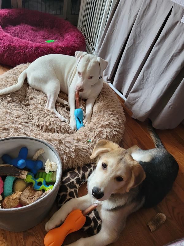 Not a 1st timer with a bully stick