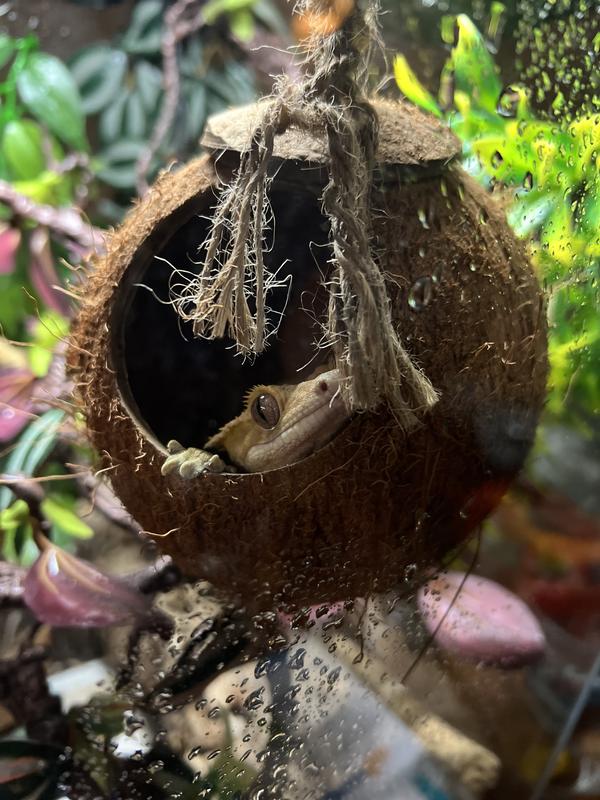 Crested Geko Coconut Hide