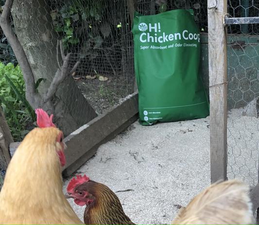 Chickens approve of their new wall to wall OleyHemp floor.