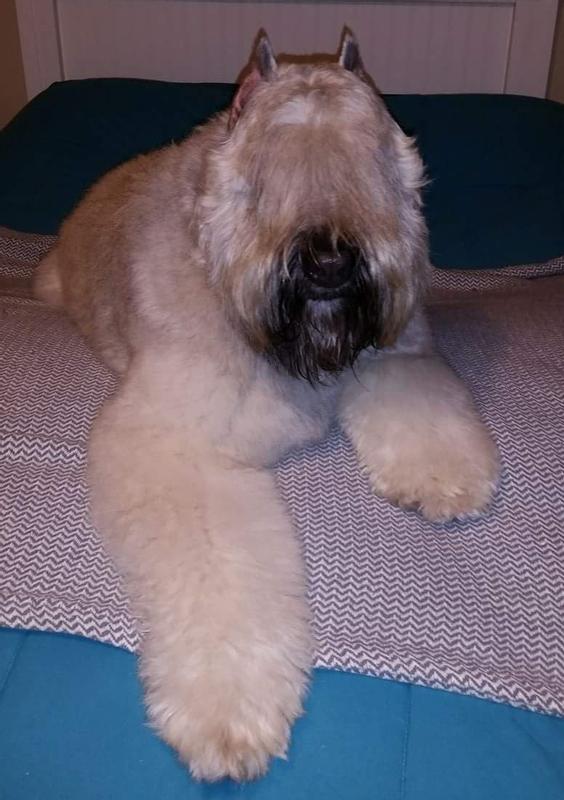 Lacey my Bouvier des Flandres
