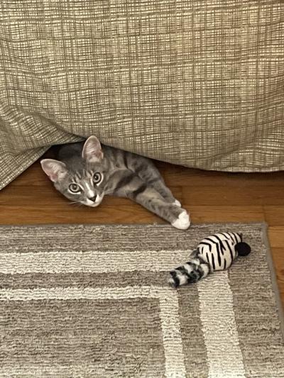 The cat that rescued us.