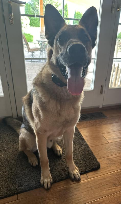 We position the collar under his head when in use, but wanted the product to show in the picture.