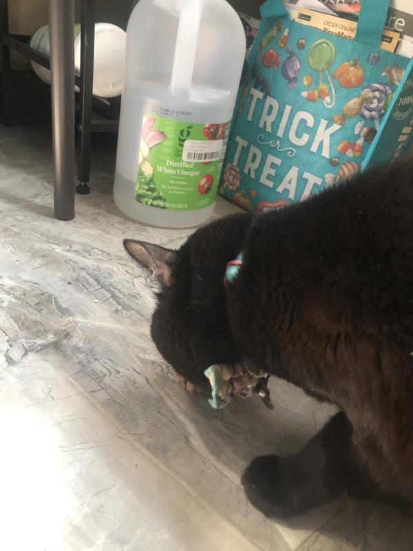 Wynona picking up a pellet and chomping on it