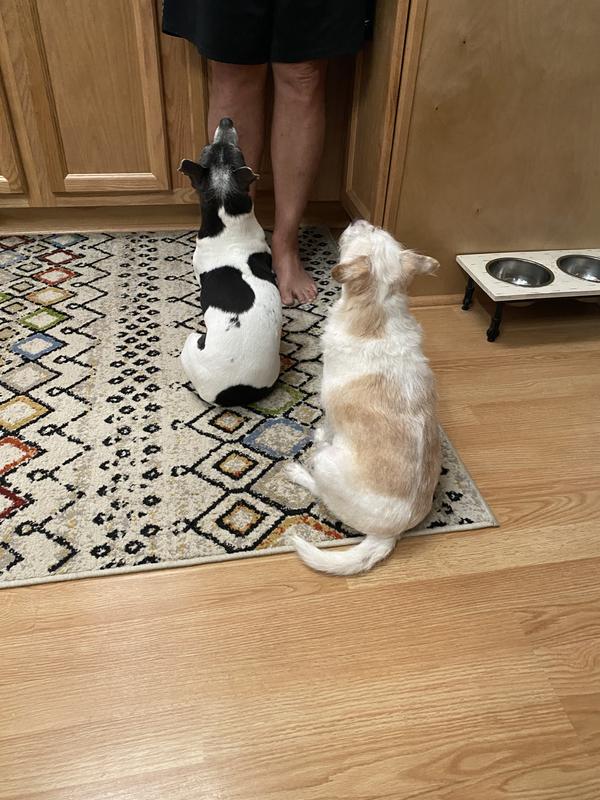 Waiting for Fresh Pet