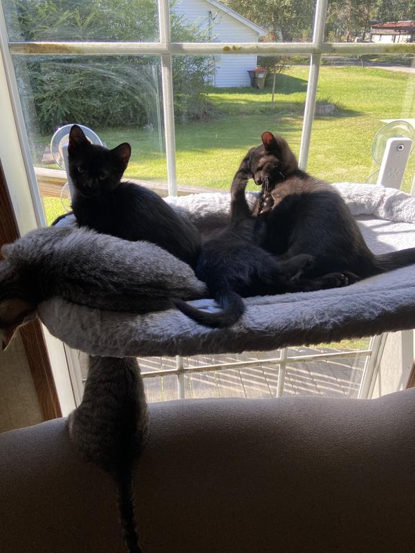 Kittens playing & enjoying the bed