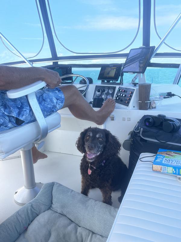 Cookie on our flybridge