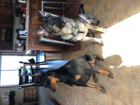 happy dogs
