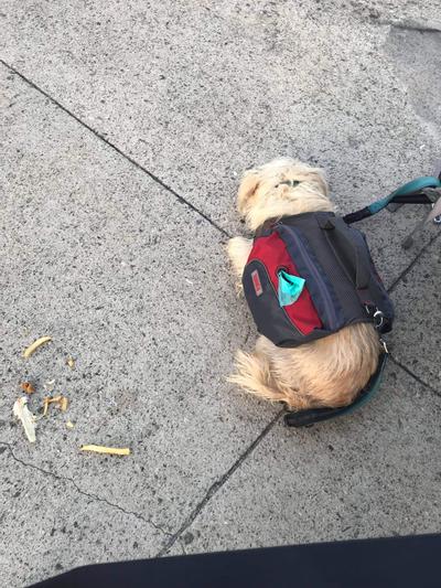 Opal after eating Dairy Queen