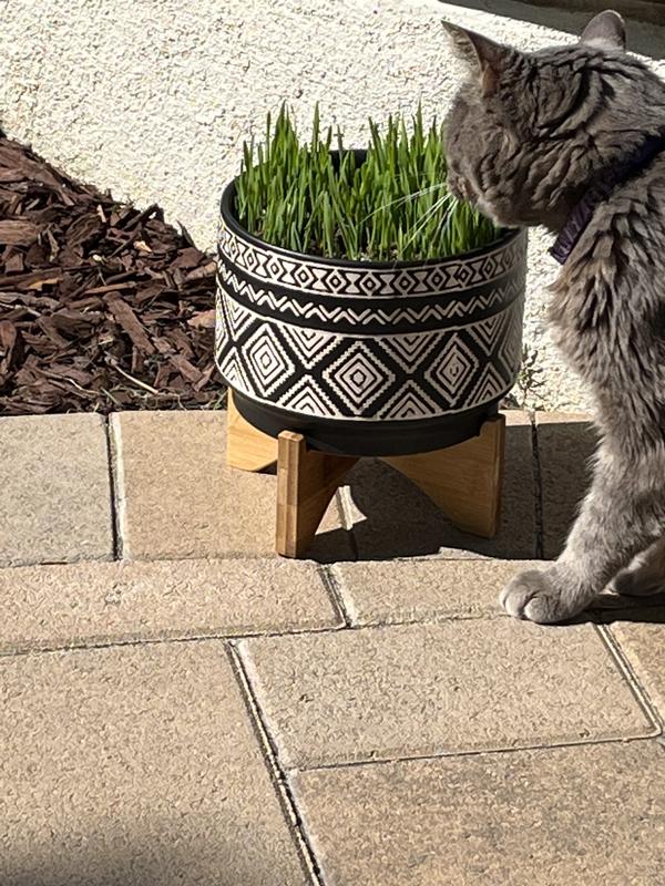 Chewy shop cat grass