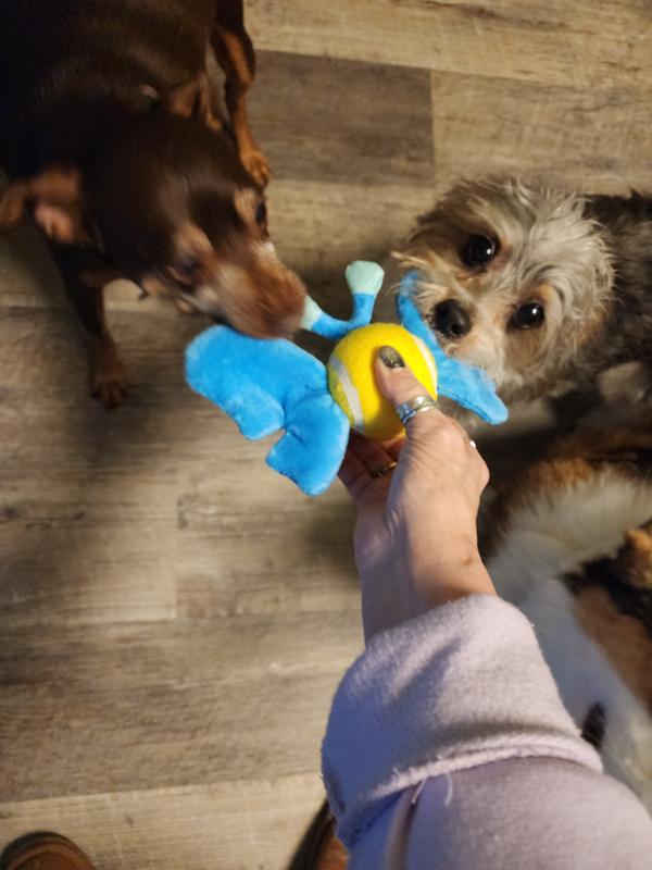 Dash and Kallie were the first to grab it out of my hand