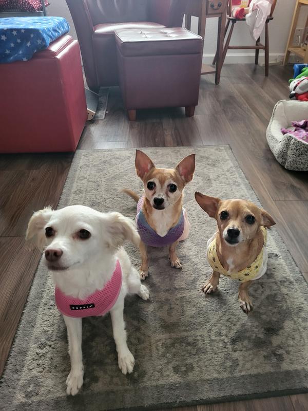 Waiting for the treatos!