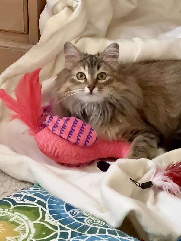 Liesel enjoying her flamingo toy