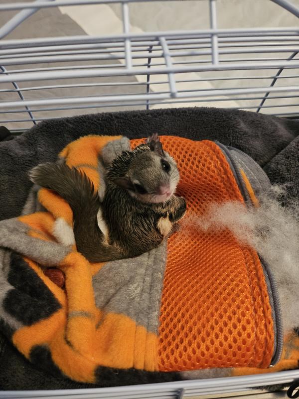 He knows his name and comes when I call him.