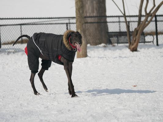 We've also got a fleece under the coat, but he's tolerating the cold well!