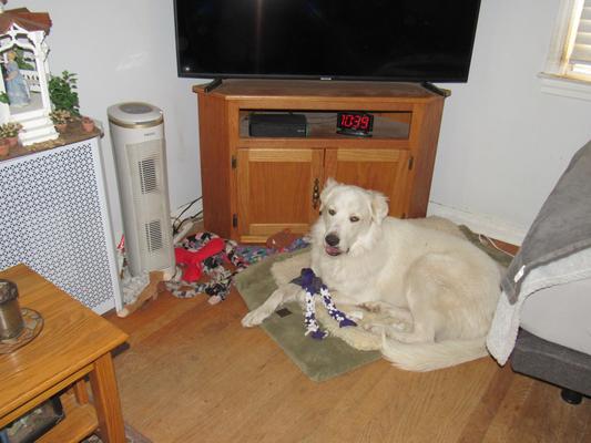 Kingston and his toys