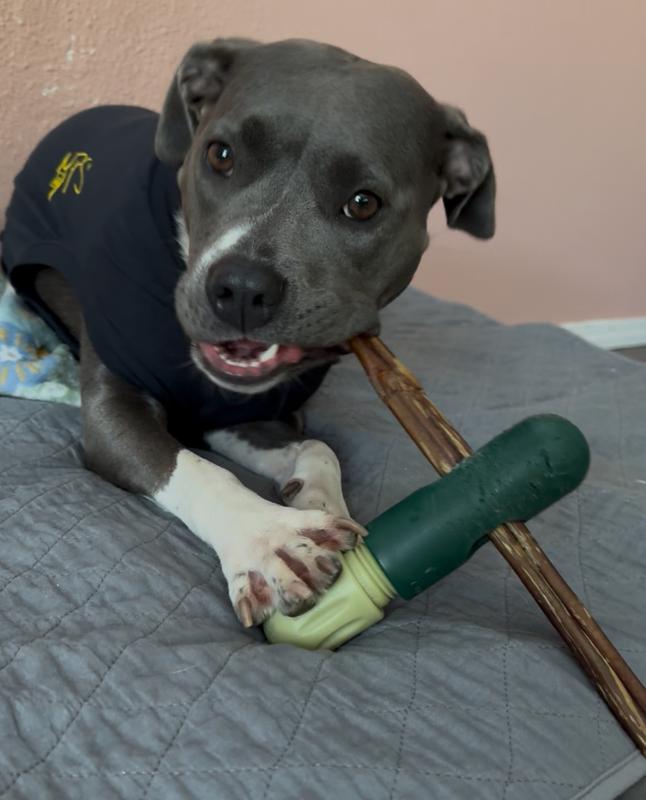 Fern enjoying a bully stick after her spay