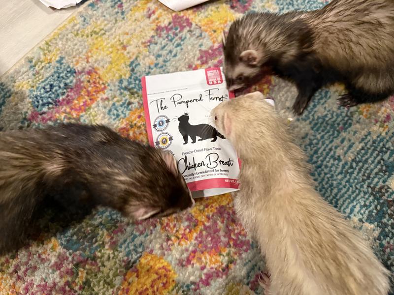 Nibby the birthday girl and friends