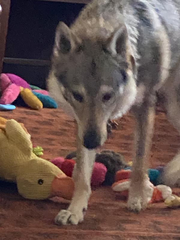 Sassy Spicey CSV boy