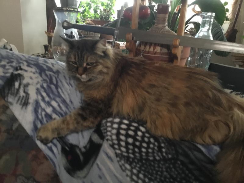 NATURALLY FRESH Alpine Meadow Scented Clumping Walnut Cat Litter, 14lb