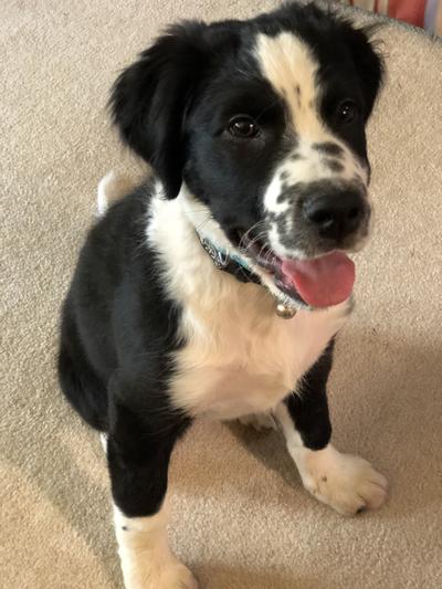 Happy Kodi