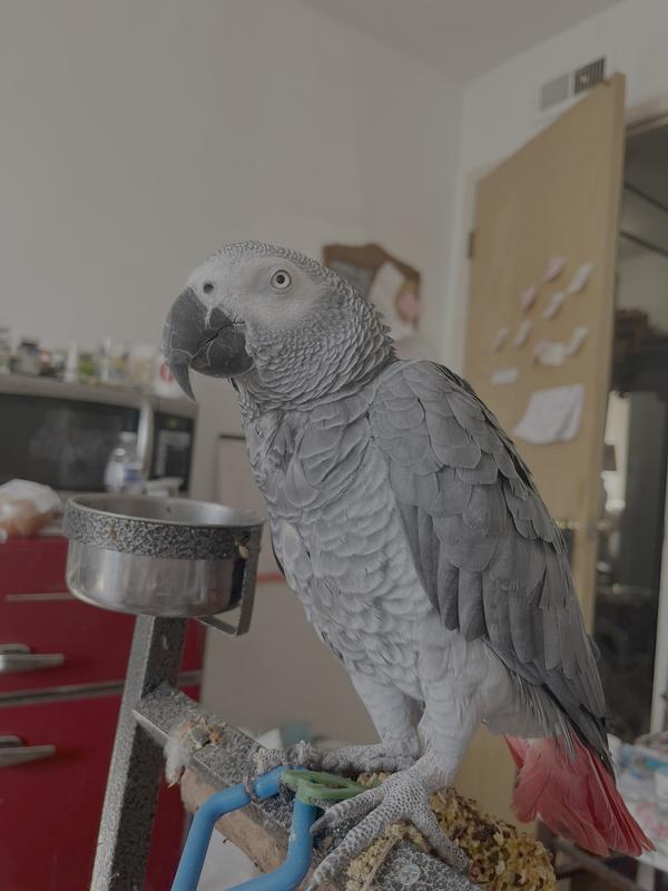 Look at my new feathers. No plucked chest and neck.