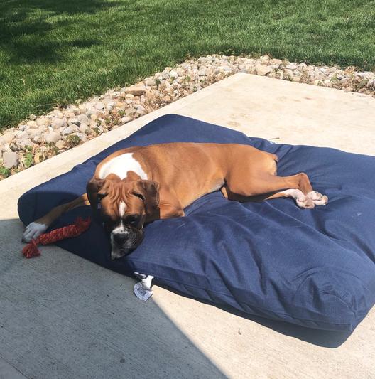 Ruff and clearance tuff dog bed