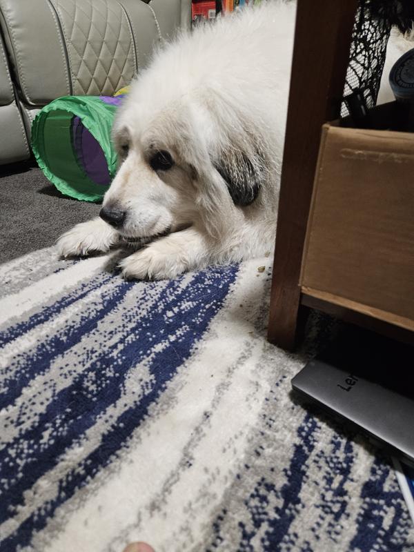 Alfred holding the treat wjrh his paws!