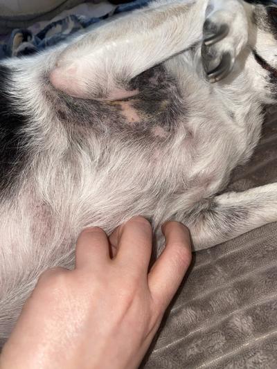 armpit after a month on apoquel