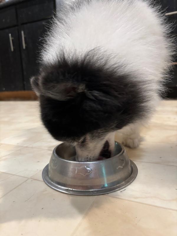 Oreo loves his morsels!