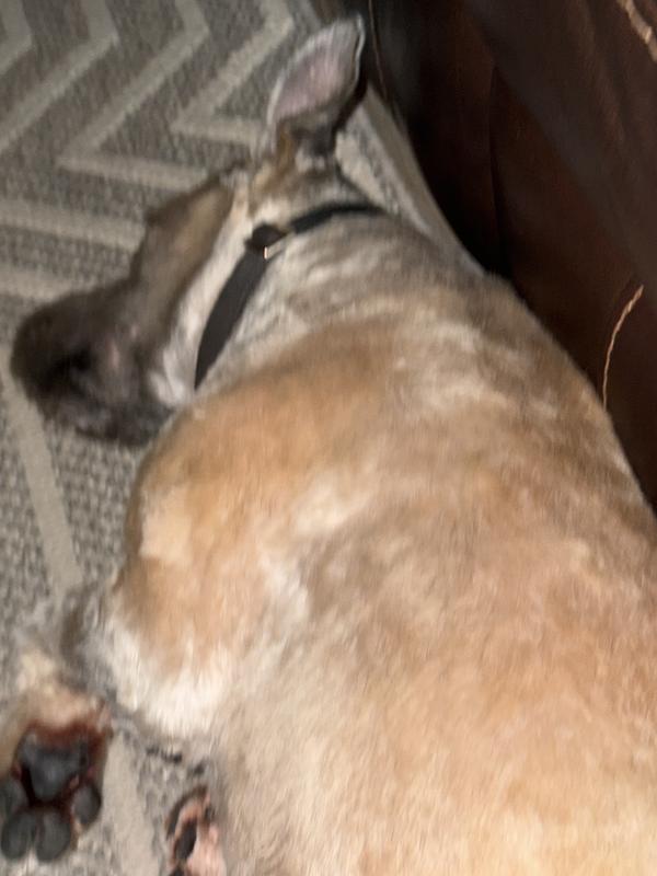 Spoiled to the coil!