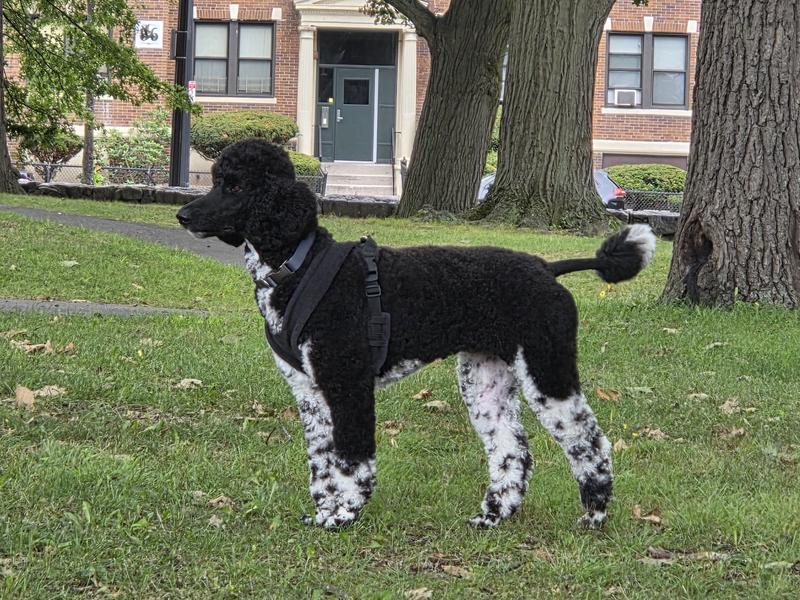 WillowPillow Love’s her Diamond Naturals Lamb Meal and Rice Formula Food