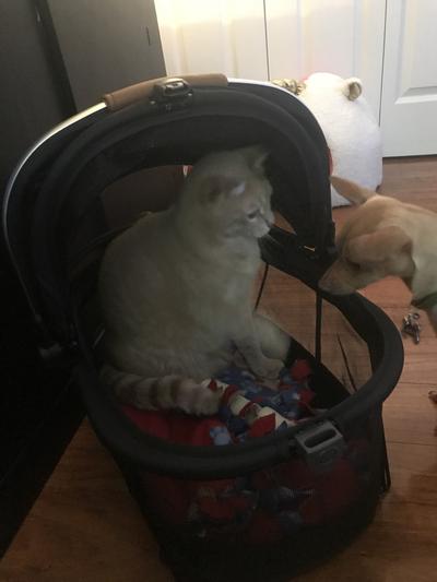 Buddy in the carrier, loving it!
