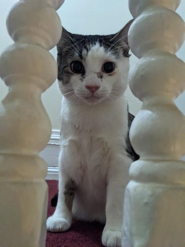 This is where Birdie sits by the banister when he hears the downstairs door open and knows I'm home..