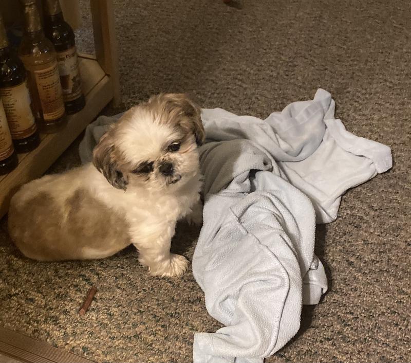 GOOD 'N' TASTY Kabob Bites Dog Treats, 12oz bag