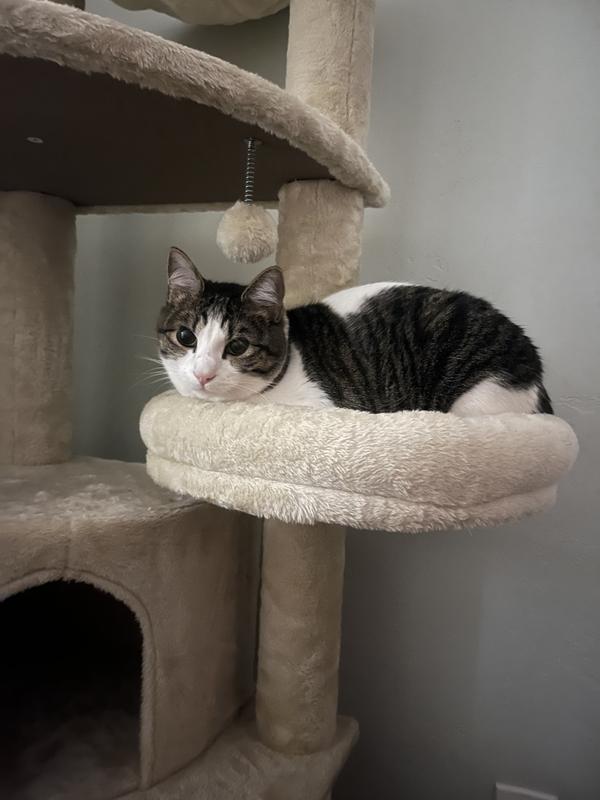 some portions can be a snug fit for larger cats