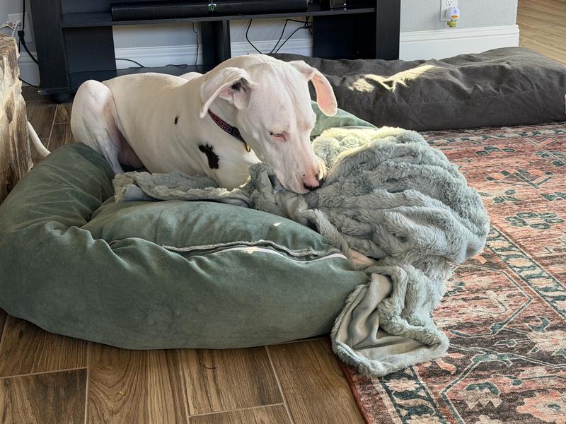 Great Dane loves her fluffy blanket