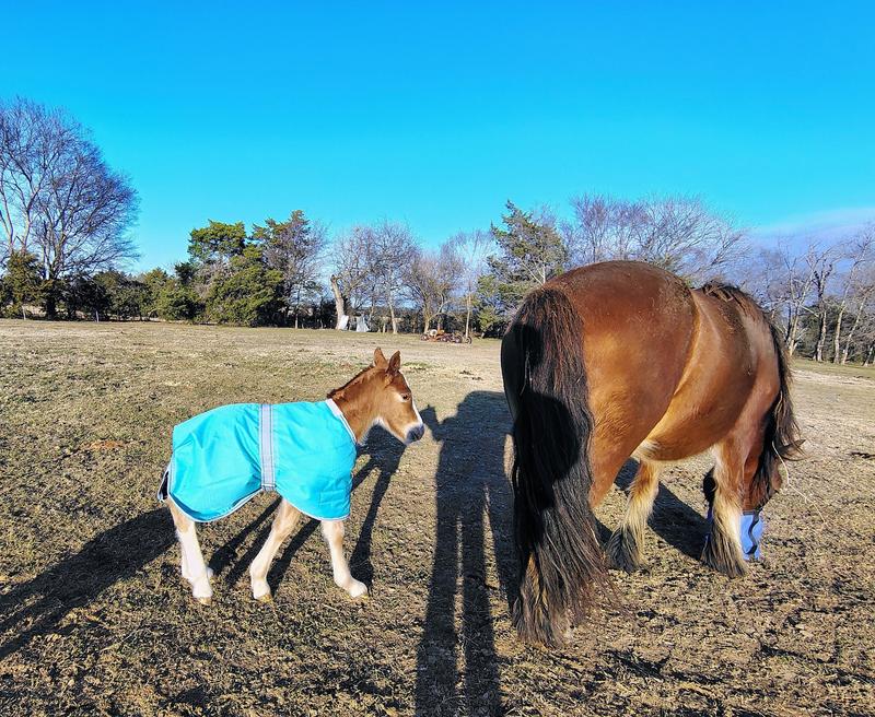 On our newborn colt. A little big but adjusts to fit.