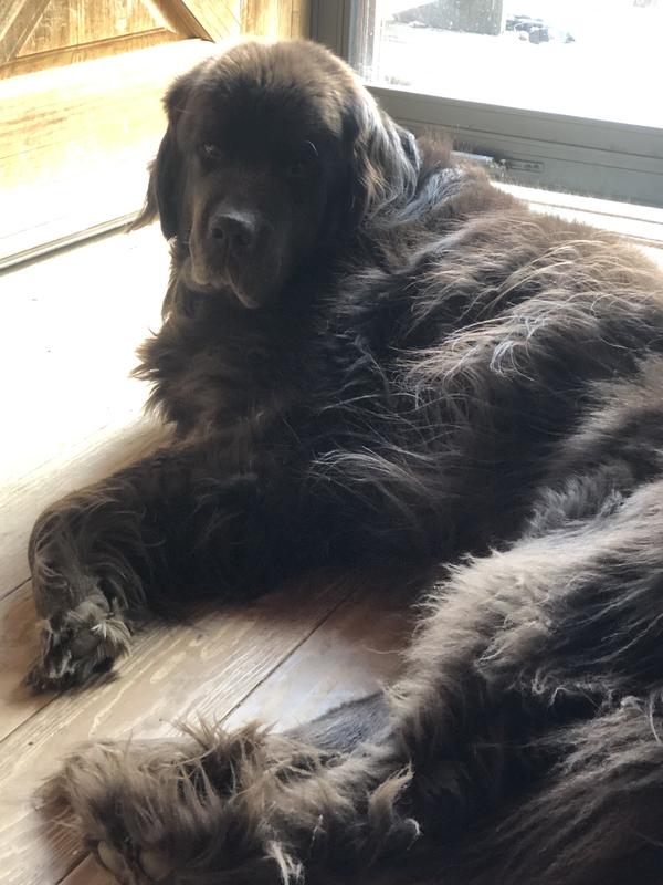 Duncan our 6 year old boy