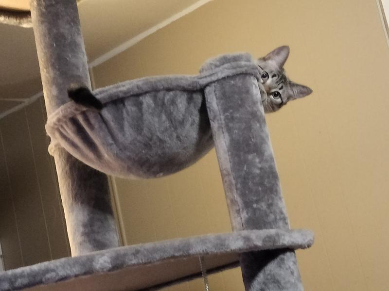 FRISCO 76in XXL Heavy Duty Cat Tree, Cream