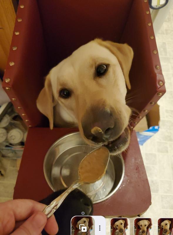 Trooper eating his slurry in his Bailey's Chair. ❤️