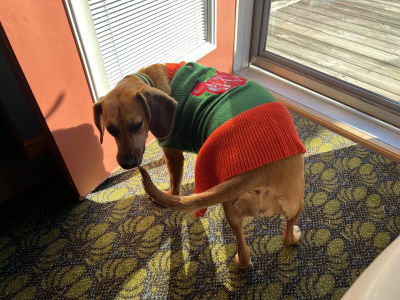 Does this dress make my butt look big?