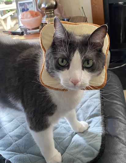 I am Marley.  Some consider me a handsome boy.