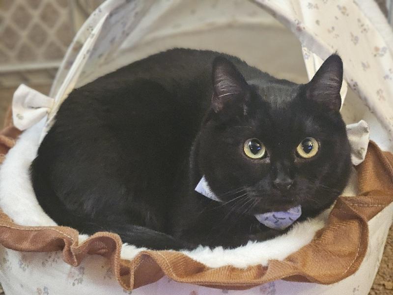 Val the kitty in the baby cradle.